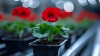 Growing in plastic container with bokeh background, fresh spring garden plant in nursery pot for home gardening.