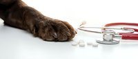 Dog paw with stethoscope and pills on white background. Veterinary care concept for pet health checkup and medical treatment.