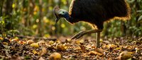 Large flightless bird foraging among fallen autumn leaves in natural woodland habitat during golden hour lighting for wildlife photography projects.
