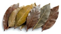 Dried autumn leaves in various shades of brown, gold, and green arranged in a row on white background, perfect for seasonal designs.