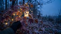 Autumn leaves illuminated by warm fairy lights creating magical evening atmosphere in forest setting for seasonal decorations and holiday displays.
