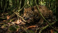 Spotted jaguar resting in dense tropical rainforest undergrowth among fallen leaves and jungle vegetation in natural wildlife habitat.