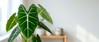 Alocasia houseplant with large green leaves and white veins in modern home interior setting for indoor gardening and botanical decor.