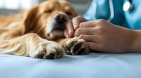 Veterinarian gently holding golden retriever dog paw during medical examination at vet clinic. Close up view shows caring touch and professional pet care.