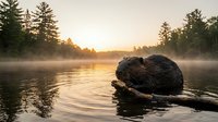 Beaver swimming in misty lake at sunrise surrounded by evergreen forest trees and golden light reflecting on calm water surface.