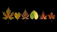Autumn leaves collection isolated on transparent background, ready for t-shirt design, clipart, stickers, sublimation and print-on-demand projects.