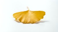 Golden ginkgo leaf isolated on white background showcasing natural autumn foliage with detailed texture and veining for seasonal design projects.