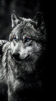 Majestic gray wolf portrait with piercing blue eyes against dark background in dramatic black and white photography for wildlife and nature projects.