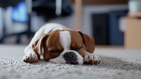 Sleeping Boxer puppy lying on gray carpet, close-up view of adorable dog face with distinctive white and brown markings showing peaceful expression.