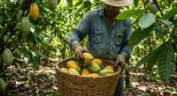 Farmer harvesting fresh cacao pods in tropical plantation. Agricultural worker collecting yellow cocoa fruits in wicker basket for chocolate production.