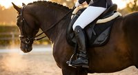 Professional equestrian rider in white breeches and tall boots on dark bay horse during dressage training session at golden hour sunset in outdoor arena.