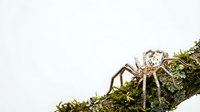 Spider crawling on moss-covered branch in natural habitat displaying predatory behavior and wildlife ecosystem dynamics.