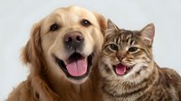 Happy golden retriever dog and tabby cat together showing joyful expressions against white background, friendship between pets concept for veterinary and pet care marketing.