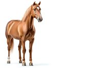 Chestnut horse with white blaze and socks standing against white background, isolated for easy integration into equestrian designs and promotional materials.
