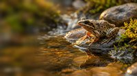 Brown spotted frog sitting on mossy rock beside flowing stream in natural wetland habitat during golden hour lighting for wildlife photography.