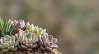 Colorful succulent plants arrangement with purple and green rosettes growing in soil against soft blurred natural background for gardening and botanical projects.