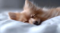 Sleeping Pomeranian puppy with fluffy fur resting peacefully on white bedding, close-up view showing soft features and relaxed expression in dreamy atmosphere.