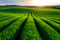 Vibrant green agricultural rows stretch toward horizon at sunset, creating dynamic leading lines in fresh spring wheat field. Natural organic farming landscape.