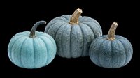 Trio of blue-grey pumpkins with textured surfaces and natural stems, isolated on transparent background. Ready for autumn designs, t-shirt graphics, clipart, stickers, sublimation, and print-on-demand products.
