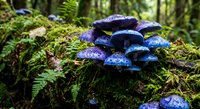Blue bracket fungi growing on moss-covered log in lush forest with ferns. Natural woodland ecosystem showcasing decomposer organisms in their habitat.