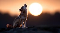 Majestic wolf howling at sunset, silhouetted against large glowing sun on horizon. Wild predator in natural habitat displaying primal behavior in dramatic lighting.