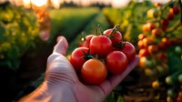 Fresh ripe cherry tomatoes held in farmer's hand against sunset background in organic garden, golden hour harvest time with natural sunlight.