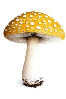 Yellow spotted amanita muscaria mushroom with white dots and gills isolated on white background, botanical illustration style for nature and wildlife designs.