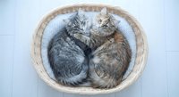 Two adorable tabby kittens cuddling together in wicker basket on white wooden floor. Cozy pet photography for home decor and animal lover content.