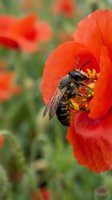 Honeybee collecting nectar from vibrant red poppy flower in summer garden with blurred floral background for pollination and nature themes.