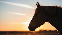 Majestic horse silhouette against golden sunset sky in peaceful countryside landscape for equestrian and nature themes.