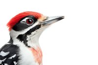 Close-up portrait of great spotted woodpecker head with distinctive red, black and white feather pattern and sharp beak against white background, isolated wildlife study.