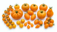 Assorted orange tomatoes of various sizes arranged on white background, including cherry, grape, and beefsteak varieties for culinary and agricultural use.