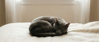 Small gray tabby kitten sleeping peacefully curled up on soft white bedding in warm sunlight streaming through window creating cozy domestic scene.