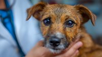 Close-up portrait of brown terrier mix puppy with expressive eyes being held by veterinarian during medical examination. Pet healthcare concept.