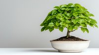 Small bonsai tree with bright green leaves in white ceramic pot against light background, showing traditional Japanese gardening art and minimalism.