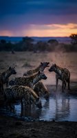 Spotted hyenas drinking at waterhole during dramatic sunset in African savanna with purple and orange sky creating atmospheric wildlife scene.