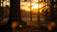 Squirrel in autumn forest during golden hour sunset with warm bokeh lights and fallen leaves on ground creating magical woodland atmosphere.