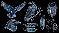 Raven and crow isolated design elements on transparent background, ready for t-shirt printing, clipart, stickers, sublimation and print-on-demand projects.