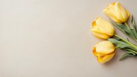 Fresh yellow tulips lying on light beige background with copy space. Spring floral composition for greeting cards, social media, and blogs.