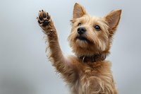 Playful Norwich terrier raising paw against gray background, looking up with attentive expression and wearing leather collar, studio portrait of purebred dog.
