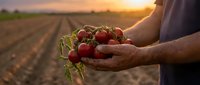 Farmer hands holding fresh ripe tomatoes at sunset in agricultural field. Organic harvest concept for healthy eating and sustainable farming practices.