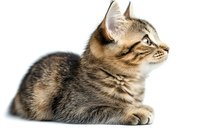 Striped tabby cat with fluffy fur lying down in profile view on white background, isolated cutout for design projects and commercial use.