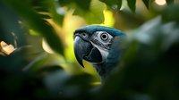 Close up portrait of blue and gold macaw parrot head against blurred green foliage background, showing detailed eye and beak features in natural environment.