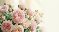 Soft pink garden roses in full bloom with delicate buds and green leaves on a light cream background, perfect for wedding and romantic designs.
