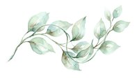 Watercolor eucalyptus branches with delicate green leaves isolated on white background, suitable for botanical designs, wedding invitations, and decorative projects.