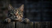 Adorable tabby cat with green eyes peeking over wooden fence, curious feline portrait with blurred background for pet and animal themed designs.