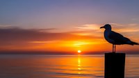 Seagull silhouette perched on wooden post during golden sunset over calm ocean waters with vibrant orange and purple sky colors reflecting on surface.