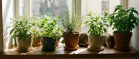 Indoor herb garden with fresh basil, rosemary and other culinary plants in terracotta pots on sunny wooden windowsill for home cooking and kitchen decor.