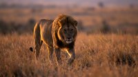 Male lion walking through dry grassland at golden hour, displaying majestic mane and powerful presence in natural savanna habitat for wildlife and nature content.