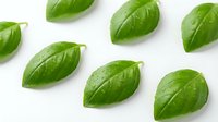 Fresh green basil leaves with water droplets isolated on white background for culinary and cooking designs.